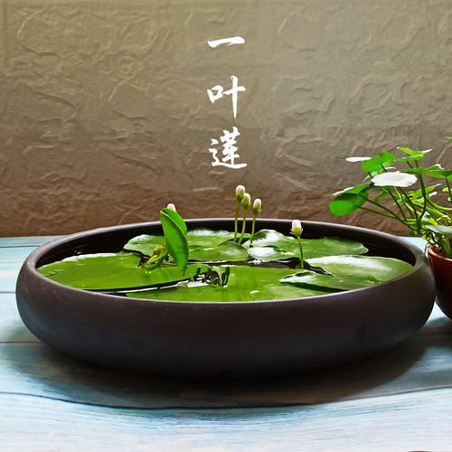 一叶莲碗莲室内水培植物花卉鱼缸水草造景好养水生睡莲净化水质 - 图0