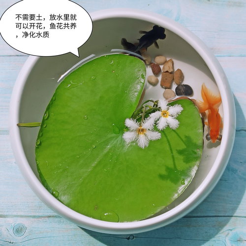 兔耳浮萍水草鱼缸造景水生植物一叶莲碗莲水培铜钱草净水植物迷你 - 图0