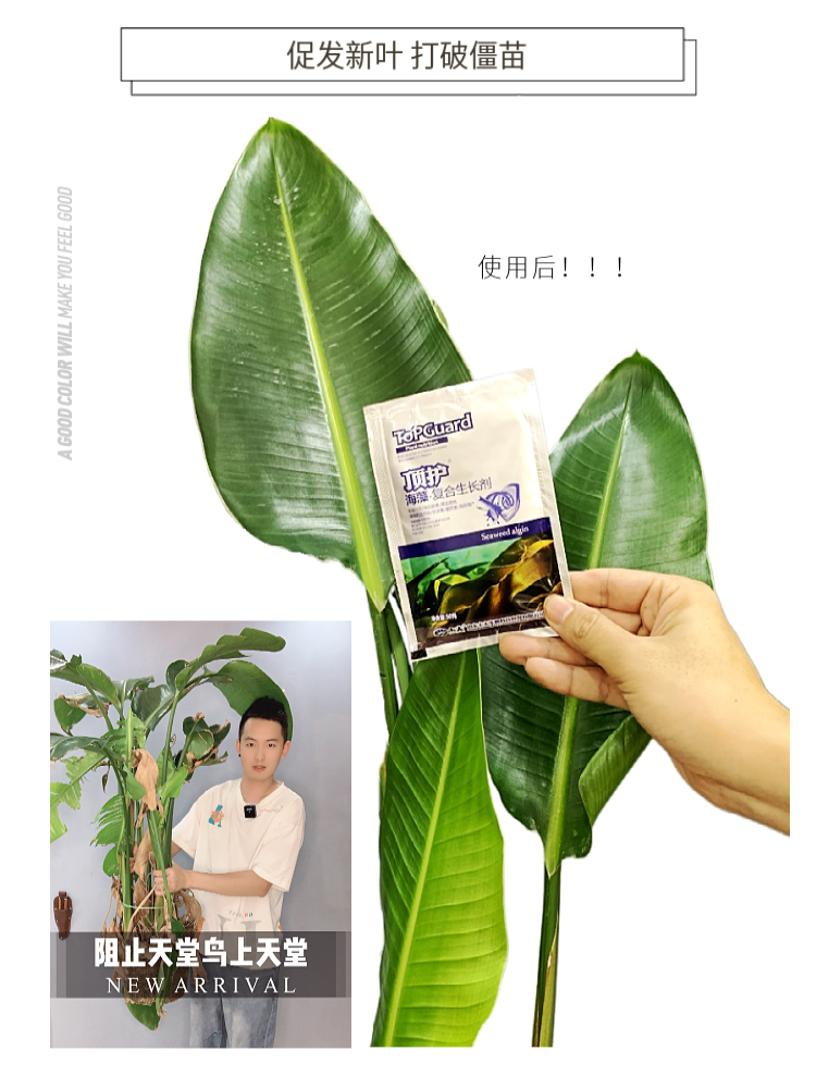 复合生长剂植物适应期缓苗倒盆换土伤根僵苗促发新叶氨基酸水溶肥-图2