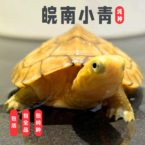 纯种小青龟皖南三黄喉拟水龟苗北石金钱龟小乌龟活物宠物观赏龟 - 图0