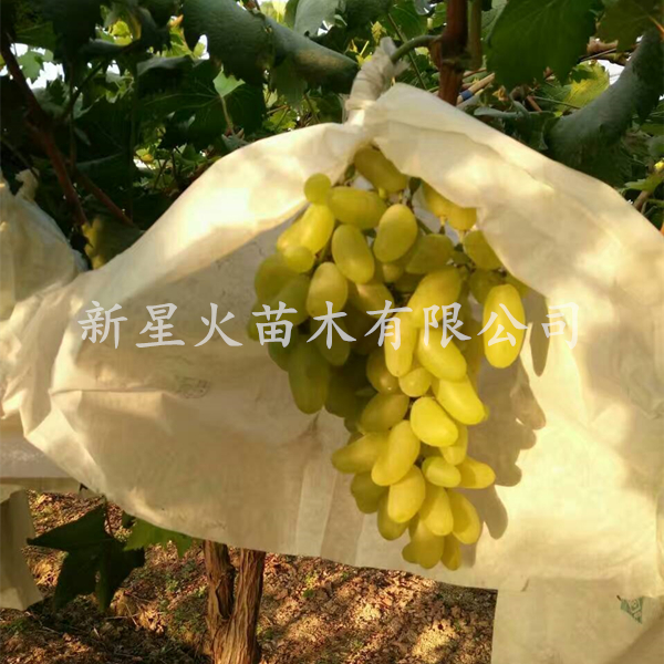 金手指葡萄苗庭院地栽爬藤阳台盆栽果树苗南方北方种植香甜葡萄苗-图0