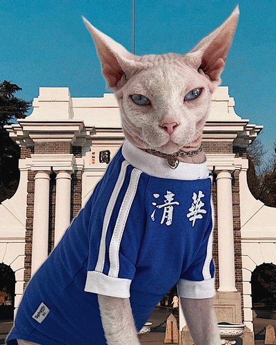 SPHYNX PLANET德文猫衣服斯芬克斯无毛猫夏天薄款复古纯棉清华T恤-图2