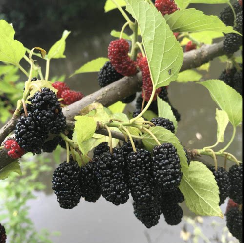 无籽大十果桑苗桑葚树苗桑树苗桑葚苗台湾长果果树占地桑果树 - 图3