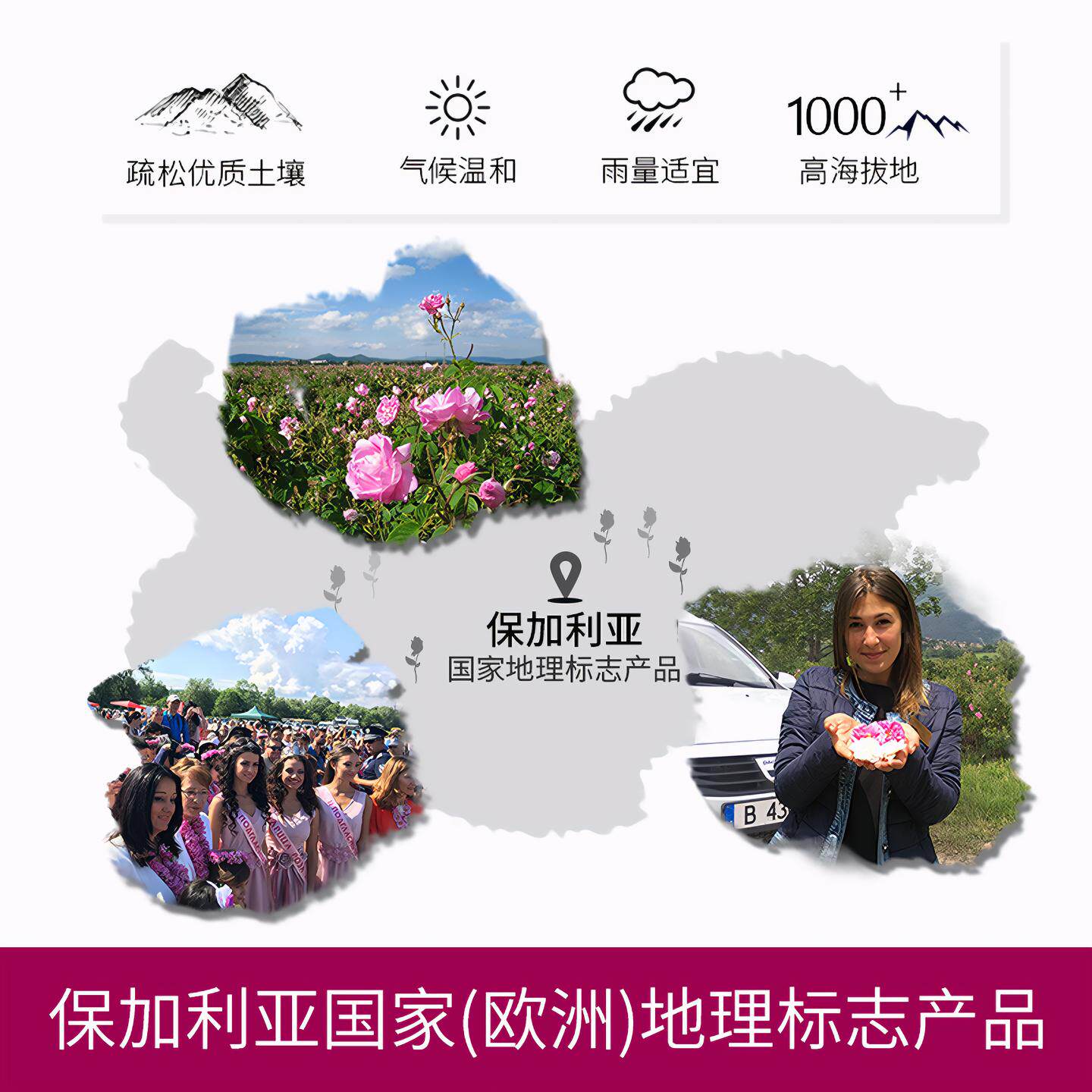 rosejoy玫瑰花茶保加利亚原产地进口有机无农药无硫女生泡茶干花,淘宝优惠券,粉丝福利购,淘宝优惠卷