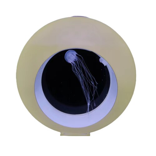 桌面专业观赏水母缸活物巴布亚硝大西洋海月赤月水母宠物生态鱼缸 - 图3