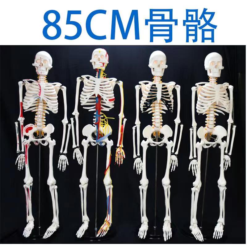 人体骨骼模型肌肉骨架脊柱成人小白骷髅教学小脊椎全身医学3d解剖 - 图2