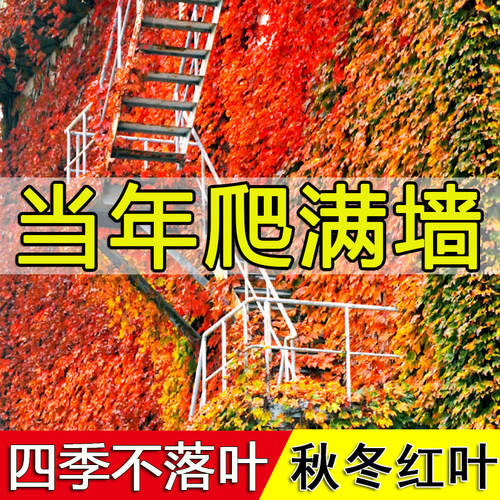 爬山虎树苗爬藤植物三叶五叶地锦庭院四季常青爬墙虎攀援护坡花卉 - 图0