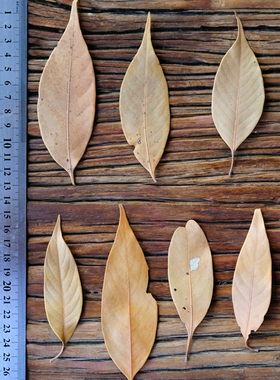 橙子树叶干树叶手工diy植物标本