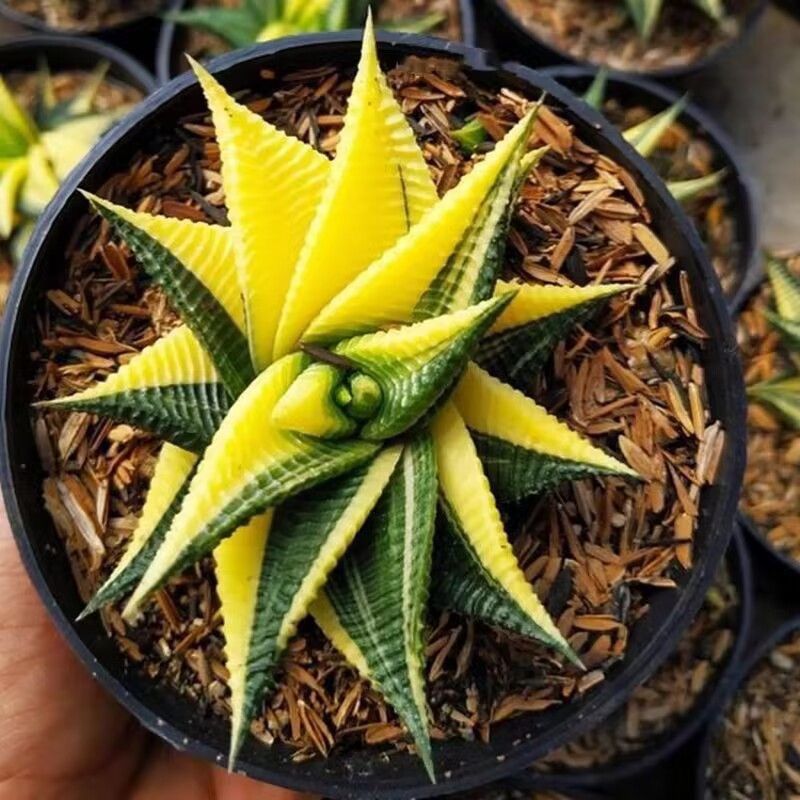 金黄琉璃殿锦硬叶十二卷多肉植物盆栽室内阳台绿植花卉好养防辐射 - 图0