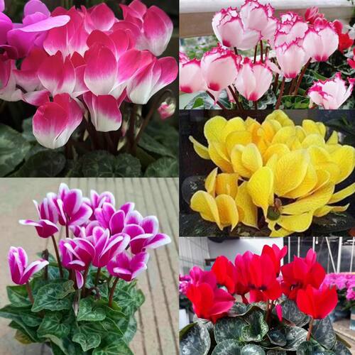 仙客来盆栽开花绿植花卉花苗大花重瓣室内好养观花植物 - 图2