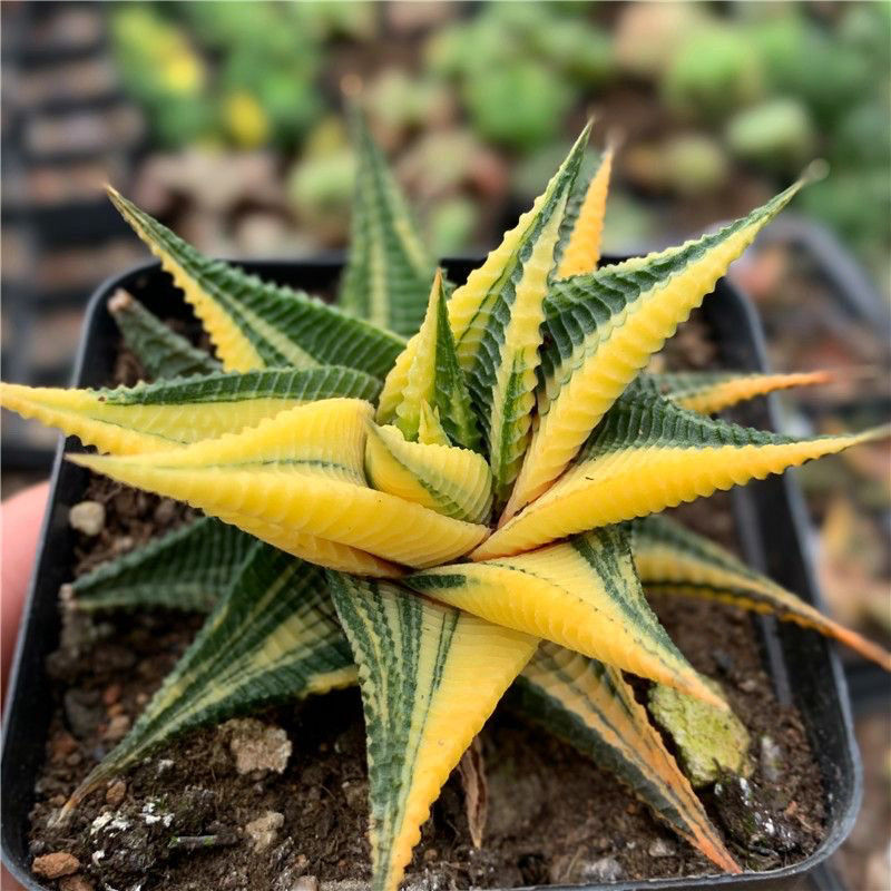 金黄琉璃殿锦硬叶十二卷多肉植物盆栽室内阳台绿植花卉好养防辐射 - 图1