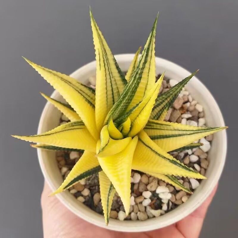 金黄琉璃殿锦硬叶十二卷多肉植物盆栽室内阳台绿植花卉好养防辐射 - 图2