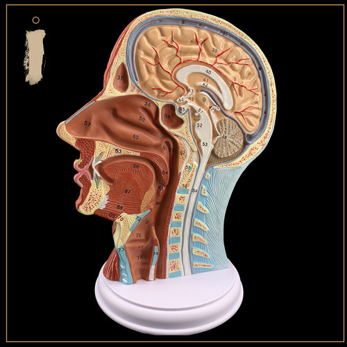 人体头骨带肌肉神经血管模型型 美容面部神经微整形 医学解剖 - 图0