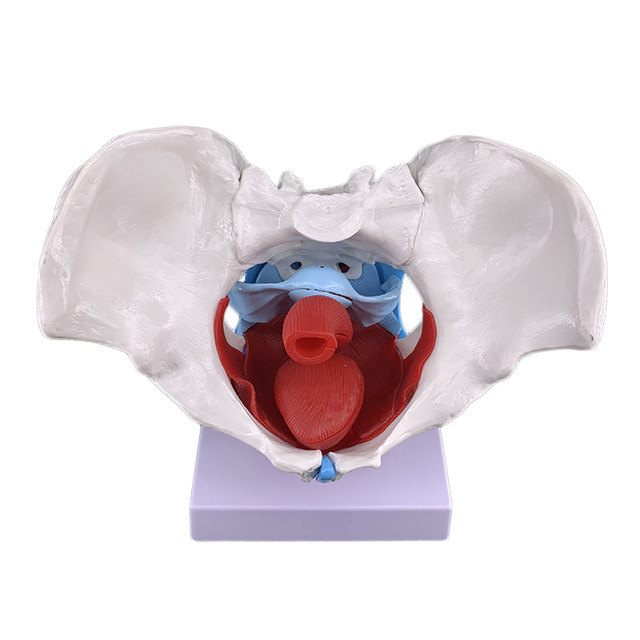Model Uterine delivery Midwife Human pelvis