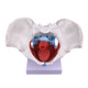 Model Uterine delivery Midwife Human pelvis