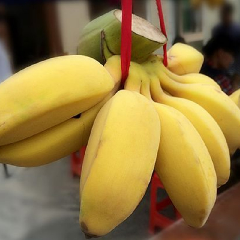 苹果香蕉小米焦粉蕉帝王蕉绿香蕉野生芭蕉水果香蕉新鲜大芭蕉5斤,淘宝优惠券,粉丝福利购,淘宝优惠卷