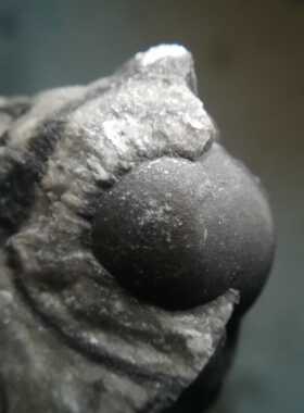 菊石切片史前古生物化石合腹菊石奇石文玩收藏装饰品摆件教学标本