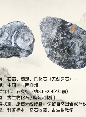 广西天然原石石燕古生物化石腕足奇石文玩收藏贝壳化石装饰品摆件