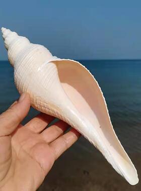 长大响香螺海螺贝壳居家摆件把玩