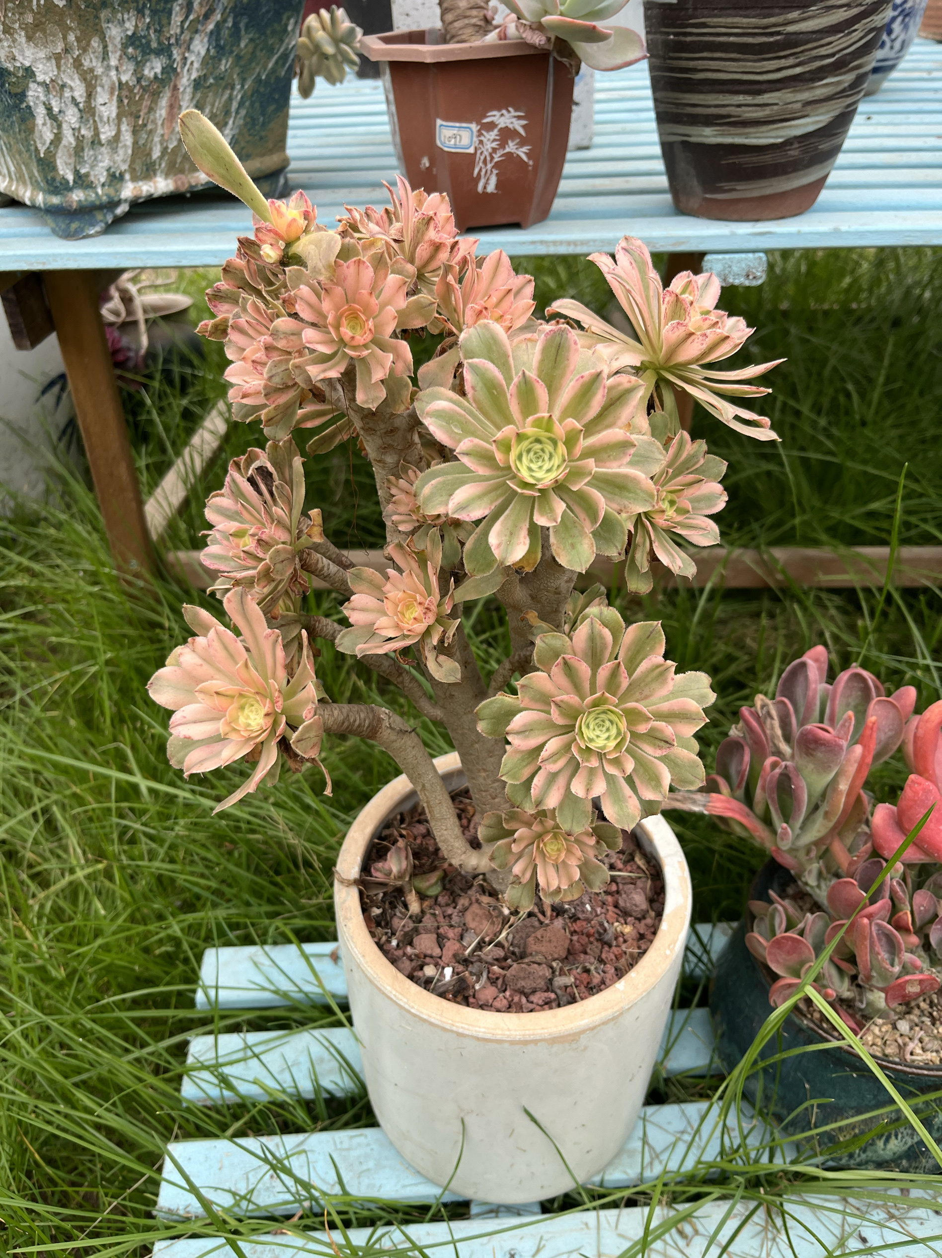 粉女巫法师水墨画黑法师香奈儿手捧花多肉植物缀化大老桩一物一拍-图1