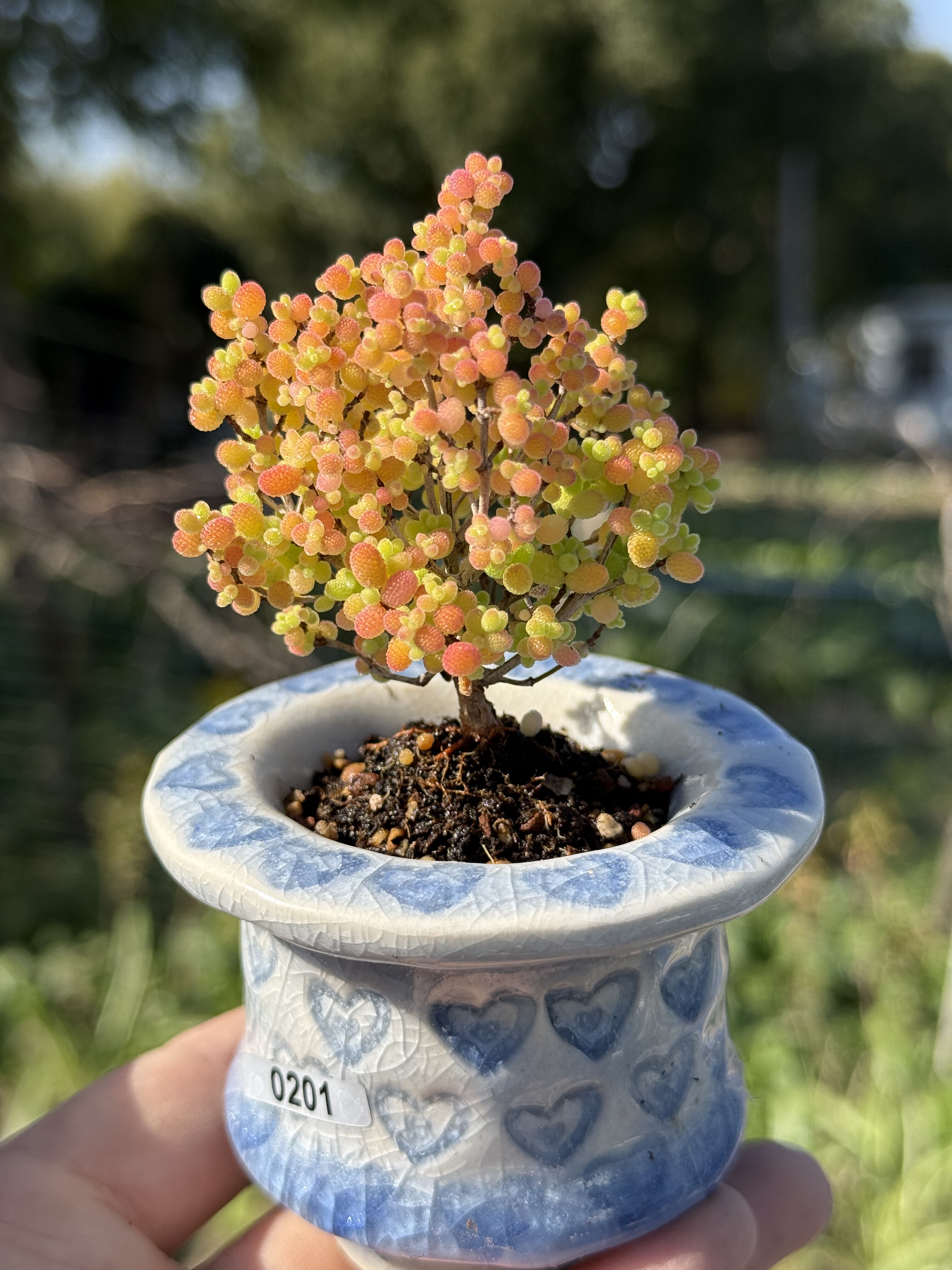 含盆，实生蜜橘糖球蜜桔枝干番杏小树形悬崖老桩多肉植物一物一拍,淘宝优惠券,粉丝福利购,淘宝优惠卷