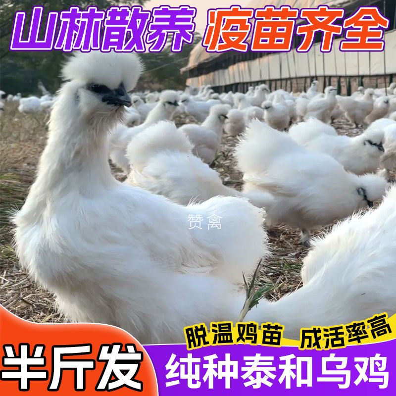 一斤散养黑凤鸡贵妃鸡珍珠鸡脱温绿壳蛋鸡仔散养土鸡五黑鸡宠物鸡,淘宝优惠券,粉丝福利购,淘宝优惠卷