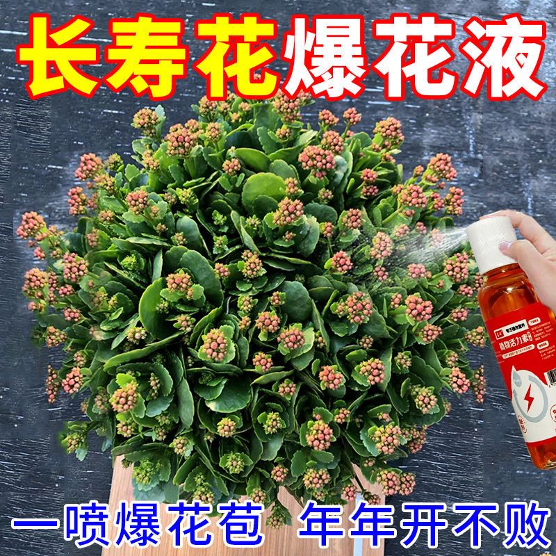 【爆满盆】长寿花专用肥促开花治黄叶增花蕾延花期营养液 - 图0