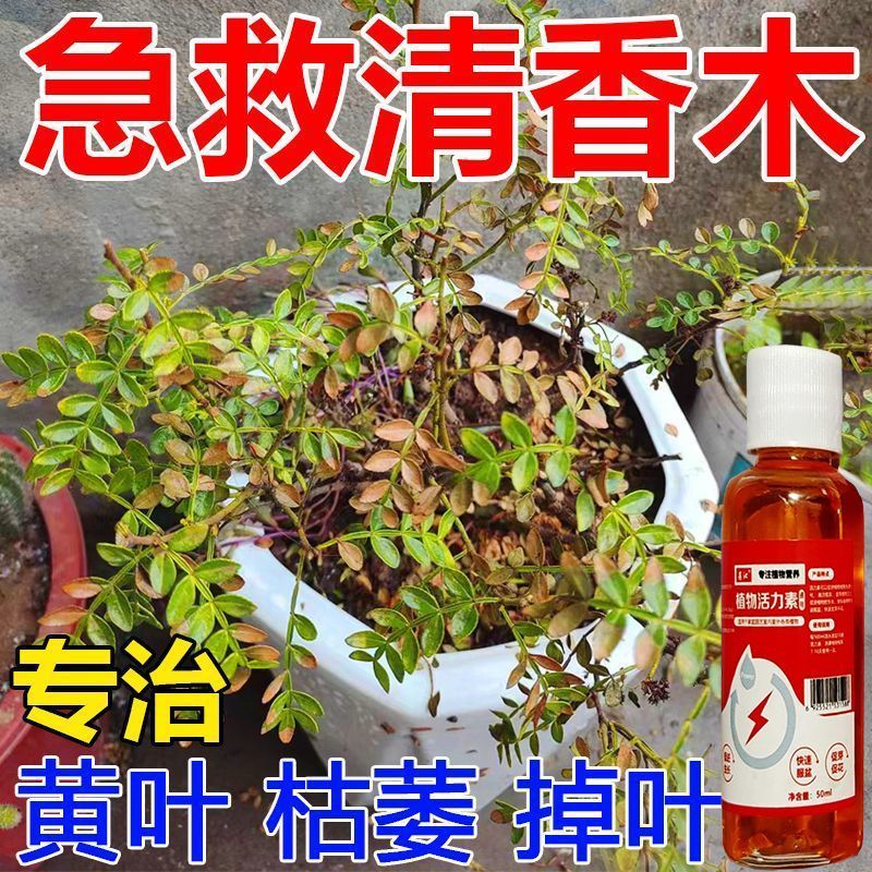 【急救】清香木营养液防黄叶防蚊草叶面肥清香木肥料胡椒木肥料 - 图0