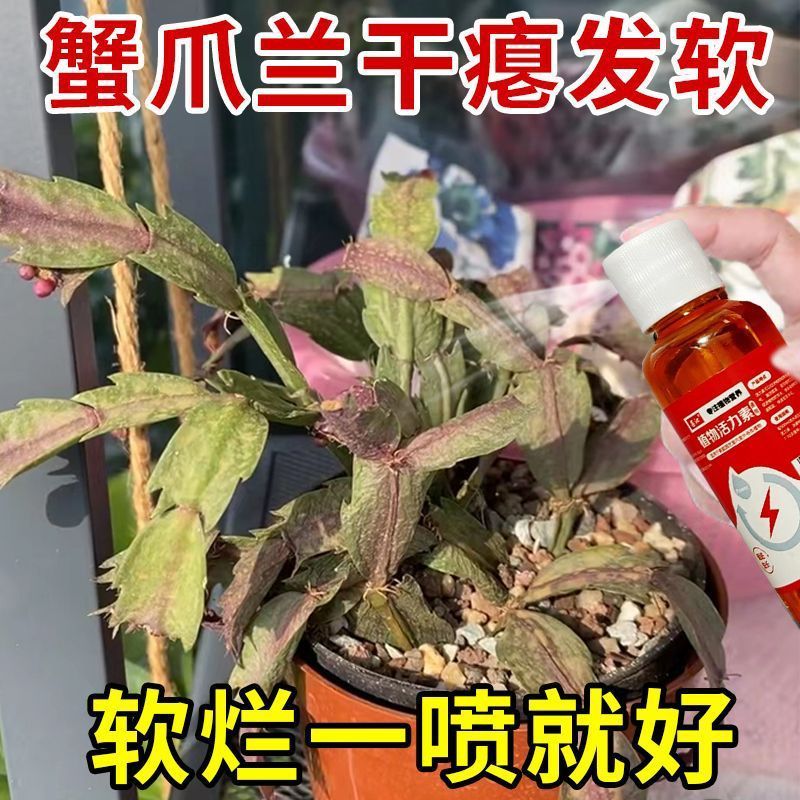 好用】蟹爪兰营养液治不开花掉花苞盆栽植物爆花王促苞催花专用肥