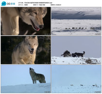 Snowy Wolves Ferocious Beast Running Wolf Calls Wolves Howling Wolf video material
