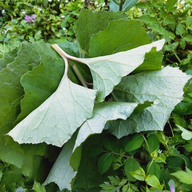 野菜蜂斗菜南瓜三七水钟流头根茎叶柄花苞庭院阳台栽种植物蜂斗叶 - 图2