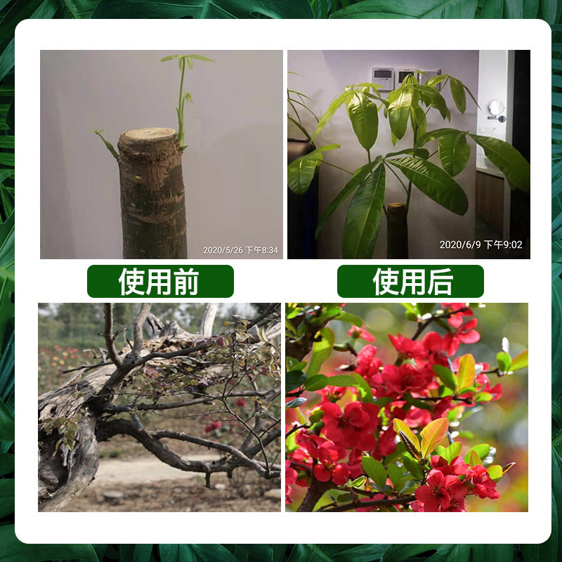 大树成活营养液吊针液树木激活液果树老树病树弱树生根发根通用型_虎窝淘