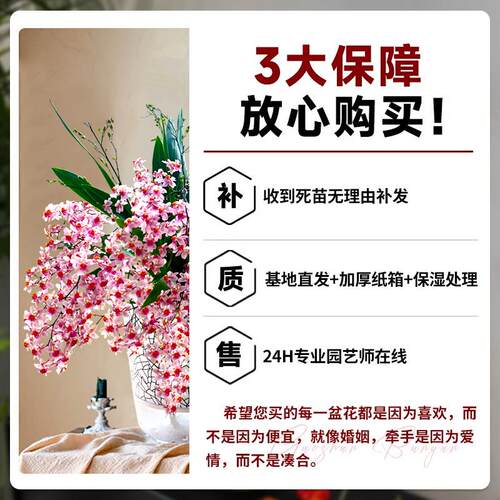 香水文心兰梦香浓浓奶香味花开上百朵 冬春带花苞出售桌面盆载 - 图3