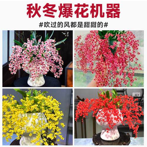 香水文心兰梦香浓浓奶香味花开上百朵 冬春带花苞出售桌面盆载 - 图2