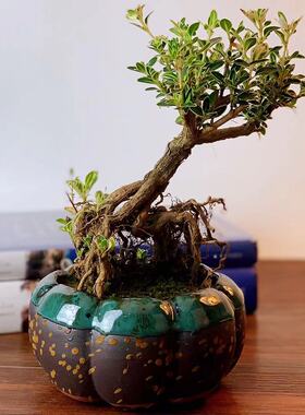 晓煜多肉植物花盆粗陶多色花卉