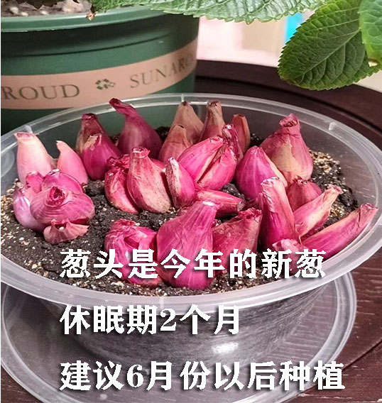 新鲜红葱头干葱头5斤火葱头小葱头小香葱干红葱头食用商广东四川 - 图2