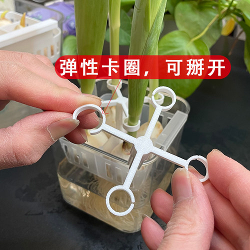 水培郁金香防倒支架塑料固定器从发芽到开花懒人免绑固定架子 - 图0