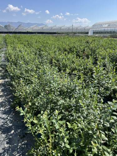 直播专用f6 - 图2