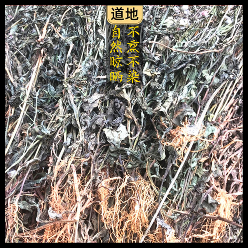 新鲜现采潮汕青草药 叶花红 羊蹄草 叶下红 红娘仔 红背叶 一点红 - 图2