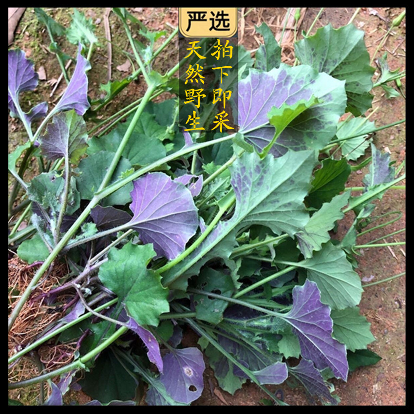 新鲜现采潮汕青草药 叶花红 羊蹄草 叶下红 红娘仔 红背叶 一点红 - 图1