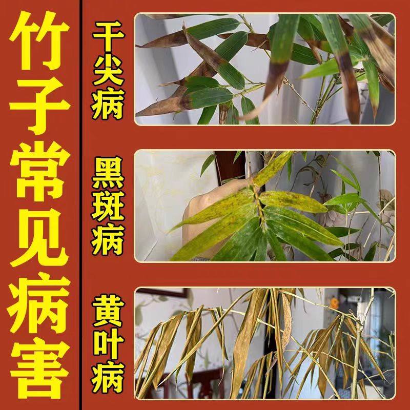 竹子专用肥料竹子黑斑病专用药叶子发黄干尖米簕竹子类营养液杀菌,淘宝优惠券,粉丝福利购,淘宝优惠卷