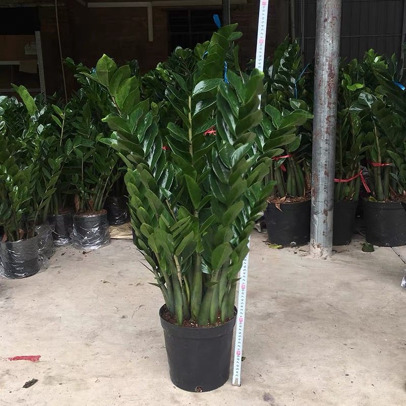 金钱树大盆栽发财树大棵特大号金钱树乔迁之喜旺宅玄关绿植,淘宝优惠券,粉丝福利购,淘宝优惠卷