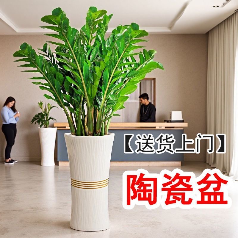 金钱树大盆栽发财树大棵特大号金钱树乔迁之喜旺宅玄关绿植,淘宝优惠券,粉丝福利购,淘宝优惠卷
