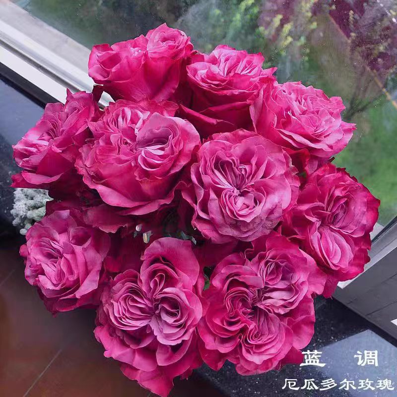 蓝调 月季花苗紫色灌木大花庭院阳台盆栽开花植物花苗 - 图1