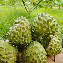 Yunnan pineapples Pear Sakya Fruits Peel Big Fruits 5 Cati Milk Fruits Pan Lychee New Fresh Sweet Fruit Sakya A Whole Box