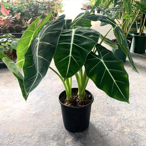 大仙女海芋盆栽天鹅绒室内网红观叶桌面绿植耐阴热带花卉净化空气 - 图2
