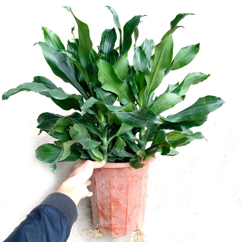 螺纹铁盆栽纽纹卷叶铁中大型室内客厅办公耐阴植物四季常青易养护,淘宝优惠券,粉丝福利购,淘宝优惠卷