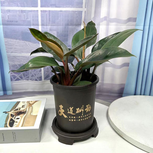 红钻盆栽蔓绿绒红宝石大绿植室内客厅办公桌四季常青观叶耐旱花卉 - 图0