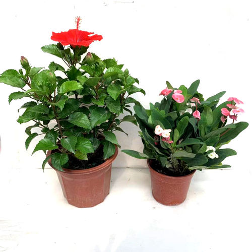 铁海棠盆栽虎刺梅带花苞室内外桌面阳台庭院花卉四季开花不断包邮 - 图2