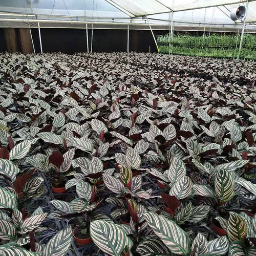 双线竹芋盆栽紫背彩叶花卉室内办公桌面耐阴观叶植物四季常青植物 - 图2